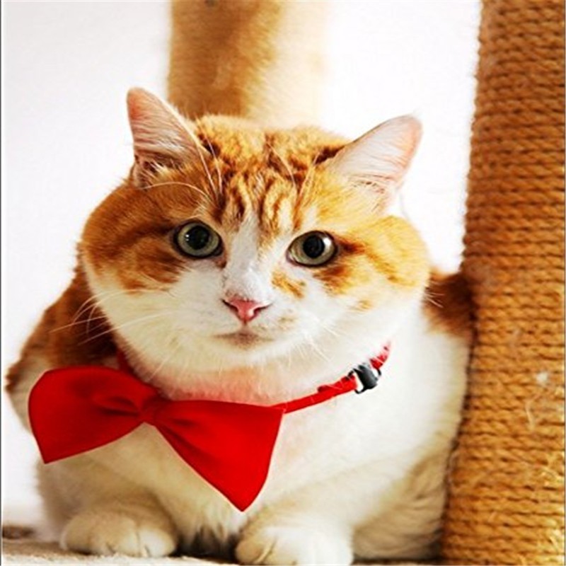 400PCS/lot Adjustable Dog Cat  - Pet Supplies Wholesale review and price